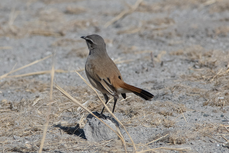photo of kalahari scrub robin