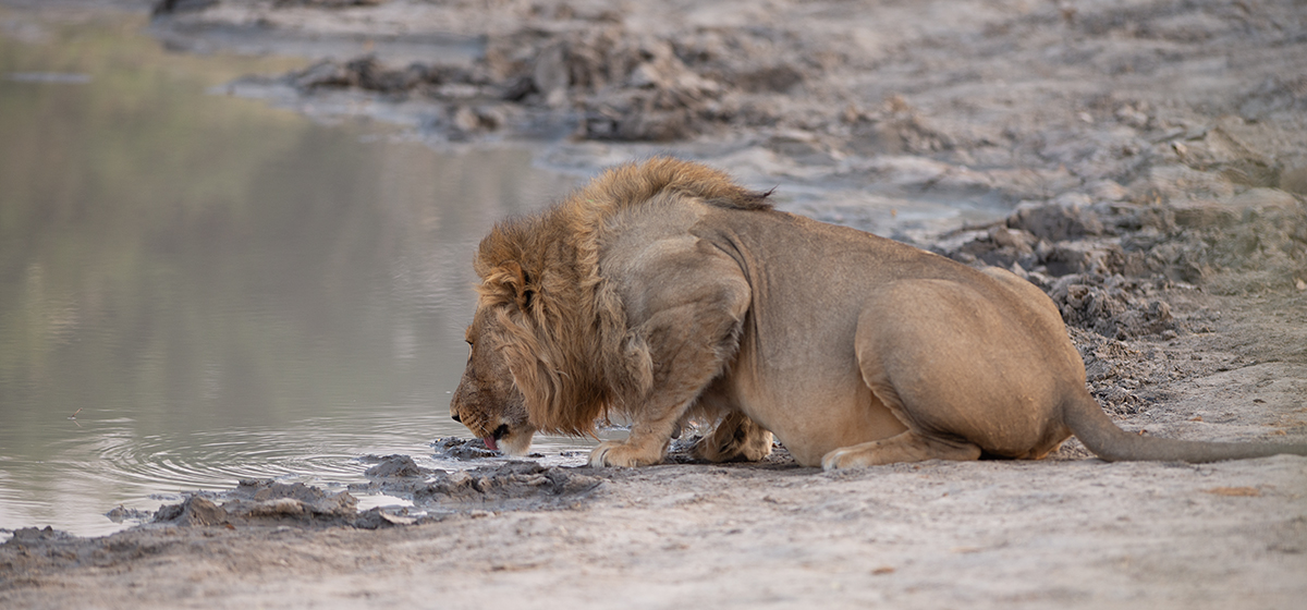 click here to see photos of lions