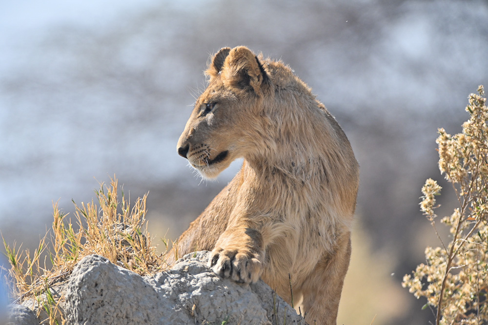 sub-adult male lion looking to the left