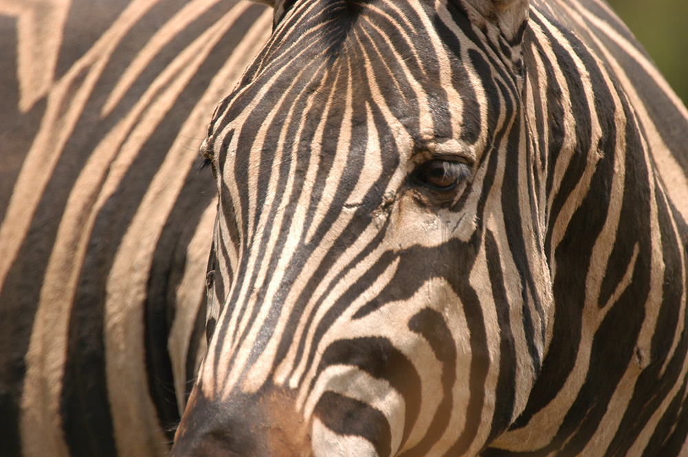close up of a zebra